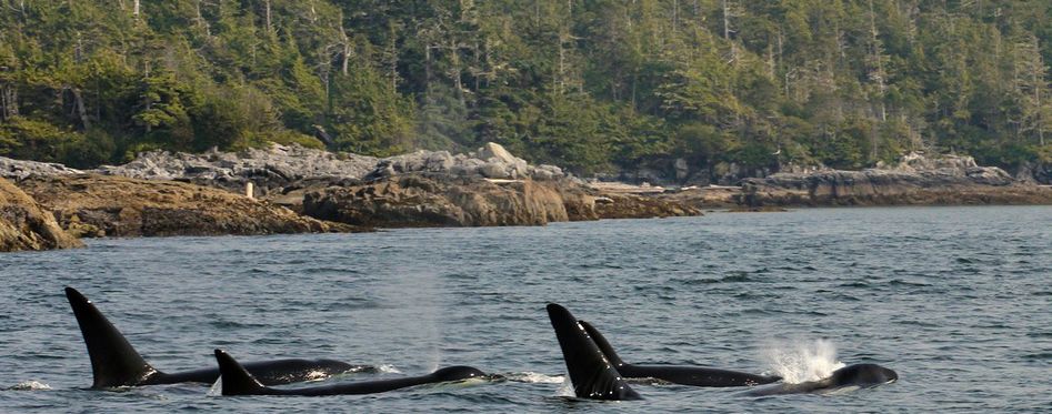 bareboat sailboat charter san juan islands