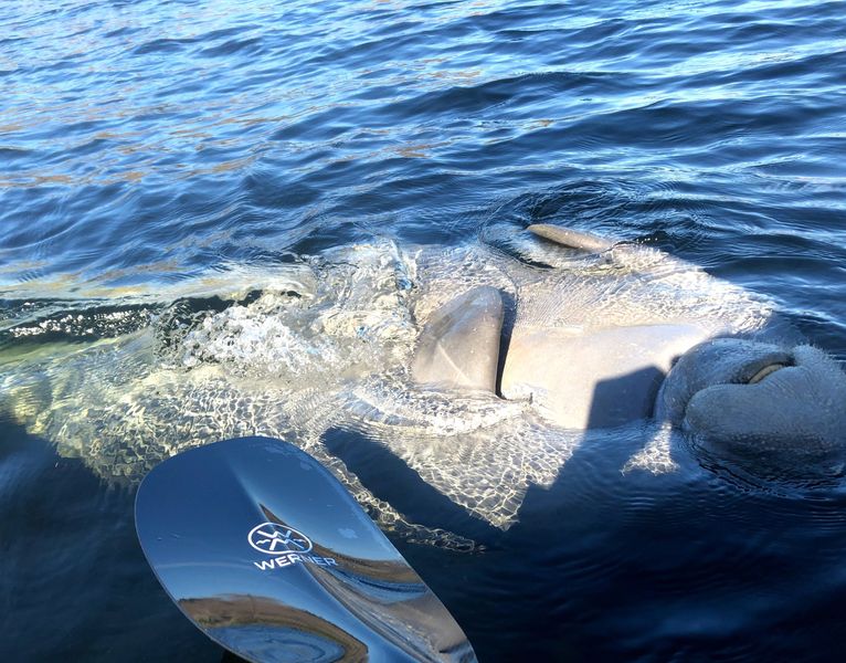 Manatee launching upside down next to the kayak.