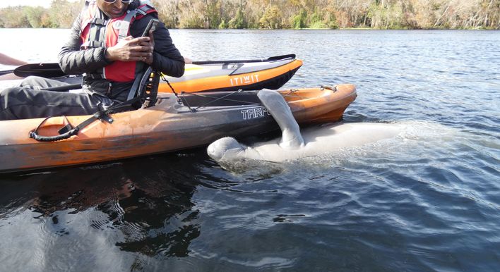 Manatee hugging the kayak while being photographed by the delighted paddler.