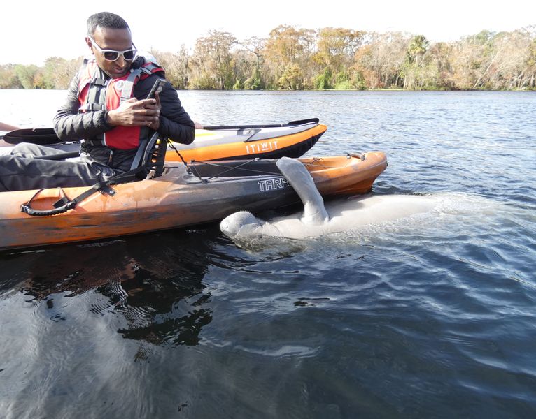 Manatee hugging the kayak while being photographed by the delighted paddler.