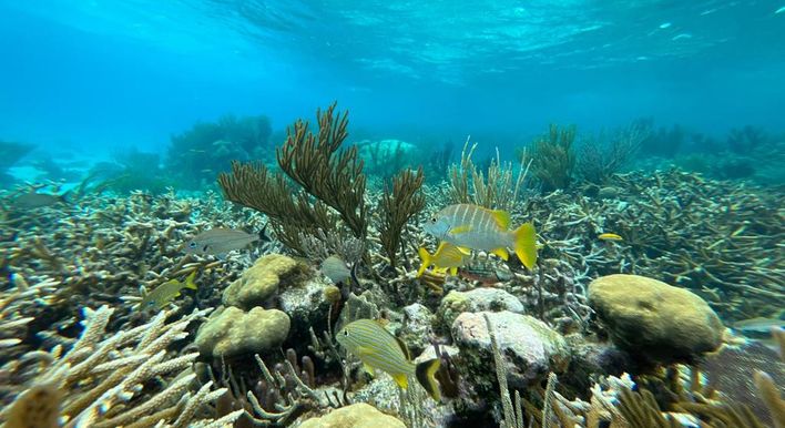 cayman islands snorkeling tour