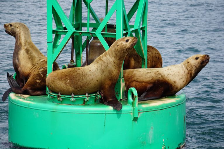 Hoonah Travel Adventures Sea Lions