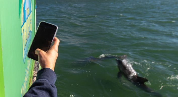 dolphin tours clearwater