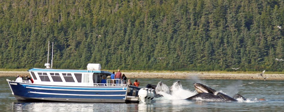 Hoonah Whale Watching