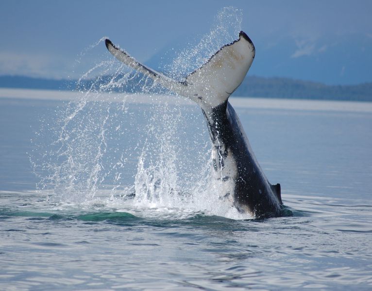 Hoonah Travel Adventures Whale watch 