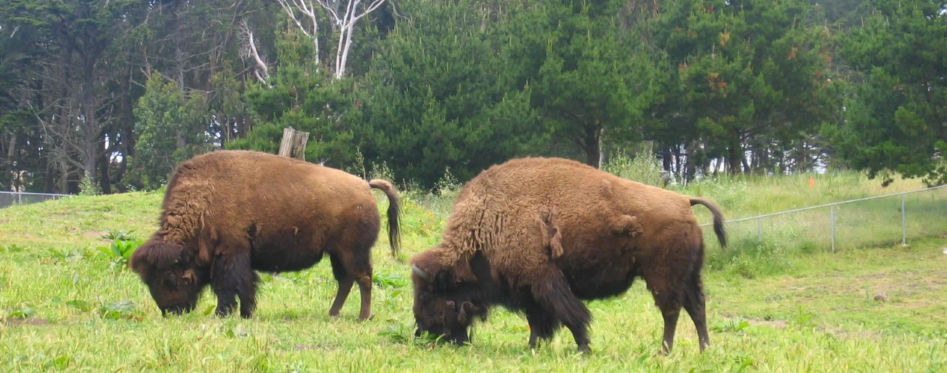 American bison in Golden Gate Park Photo etsai from-Saratoga