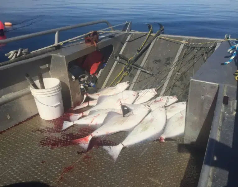 Icy Strait Halibut Fishing Tour