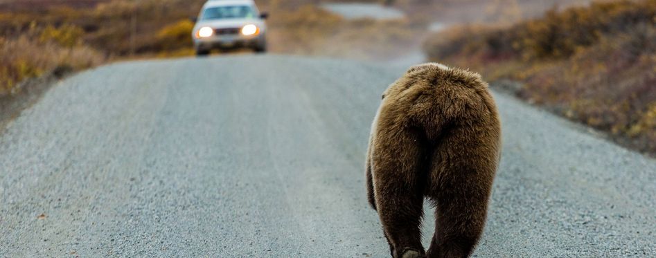 Bears In Alaska