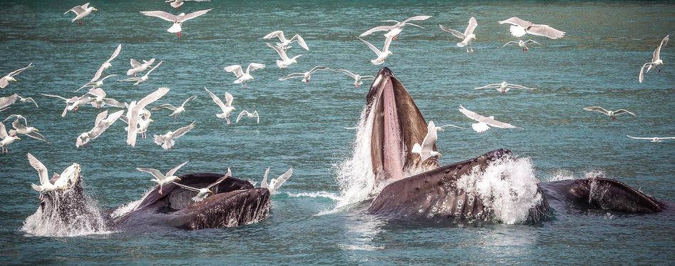 Best Place For Whale Watching In Alaska