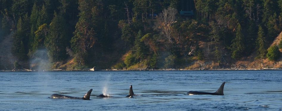 Best time to see orcas in San Juan Islands