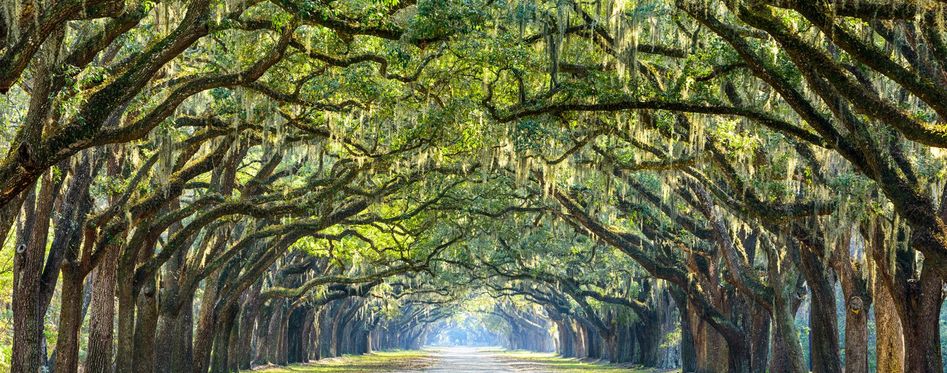 best plantation tour savannah ga