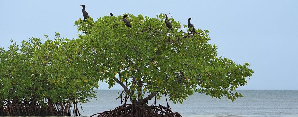 Cormorants - Key West Mangroves