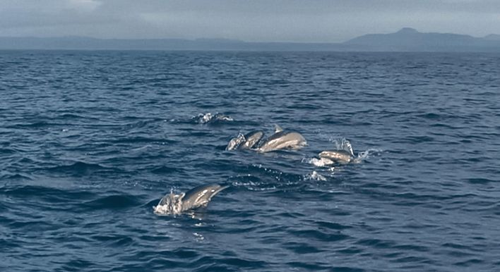 Bohol dolphin watching