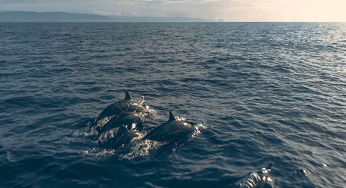 Bohol dolphin watching