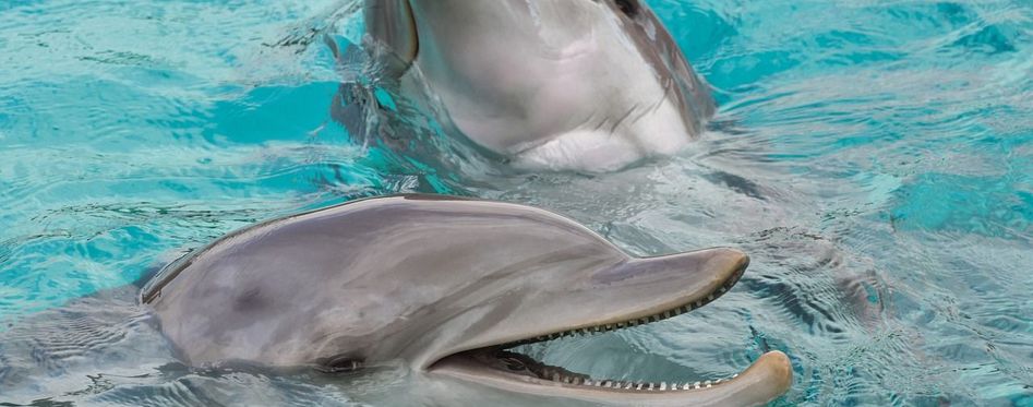 Dolphins In Key West