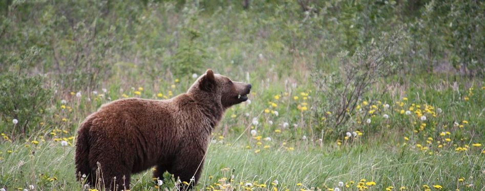 Best Place To See Bears In Alaska