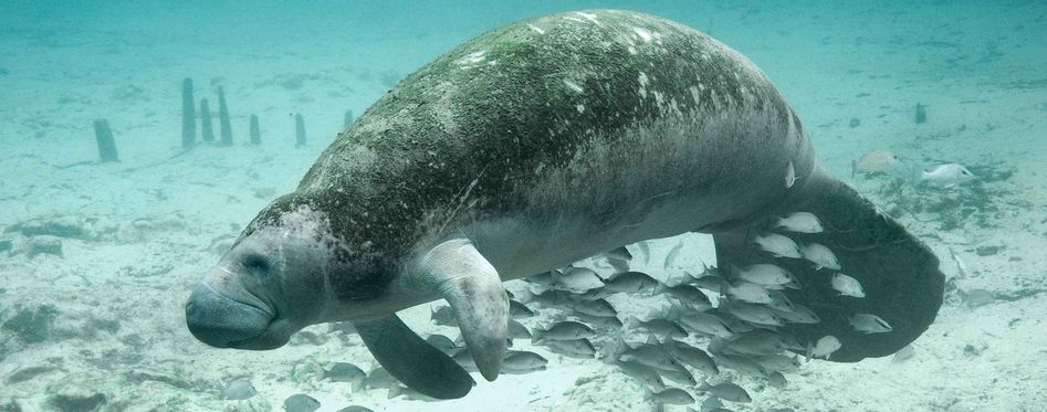 Where To See Manatees In The Keys