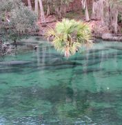 Manatees in spring