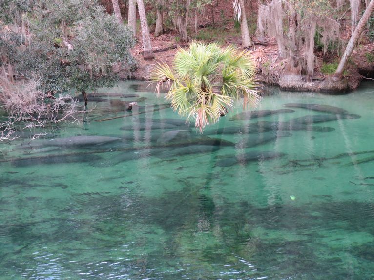 Manatees in spring