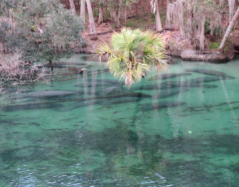 Manatees in spring