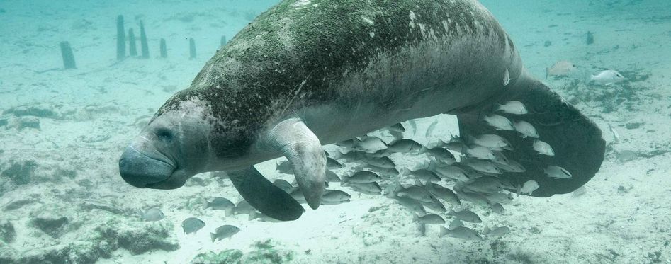  7 Top Places To See Manatees Near Orlando