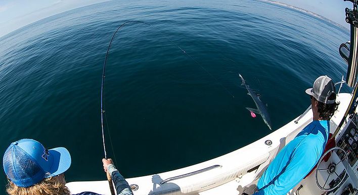 Mako Shark On the Fly - San Diego Salt Water Fishing