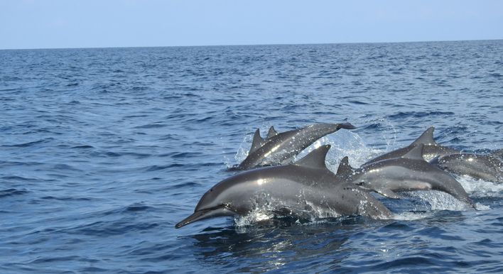 punta gorda dolphin tour