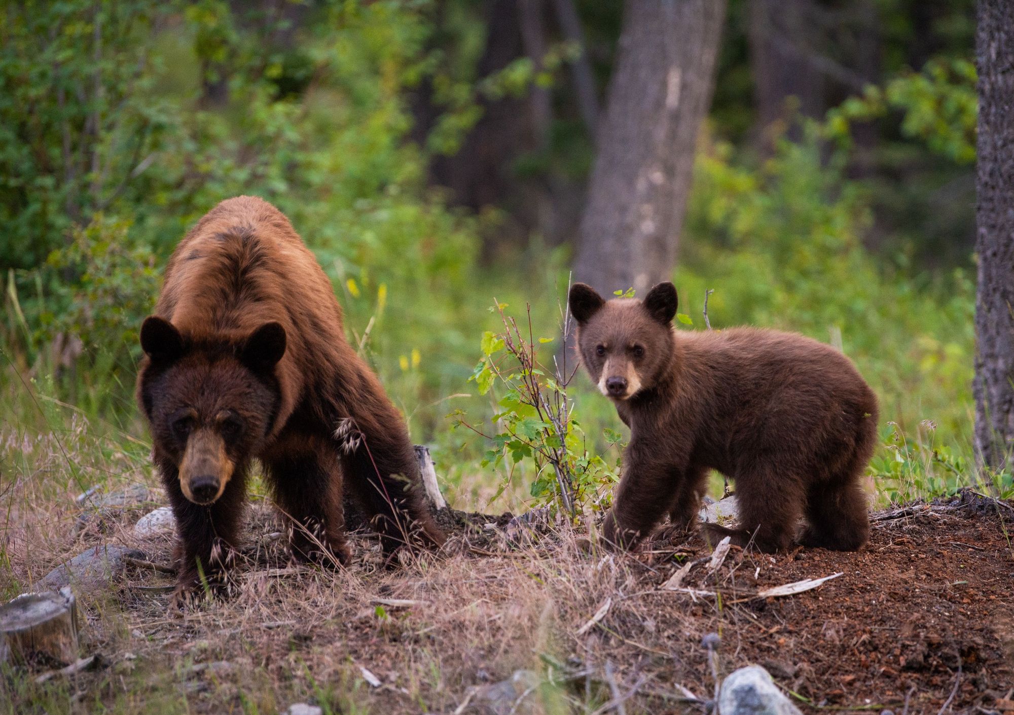 Brown Bears In The Pack Creek Bear Viewing Area