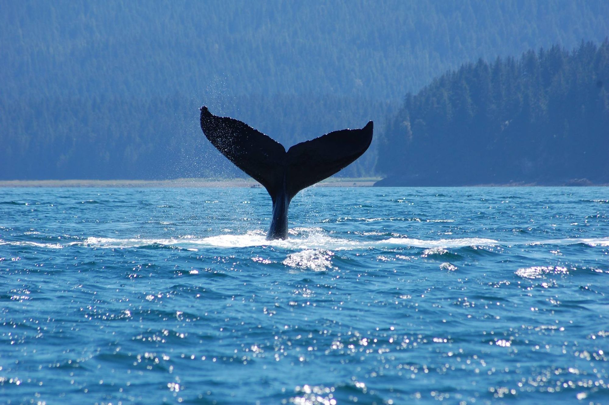 Whale Watching At Icy Strait Point