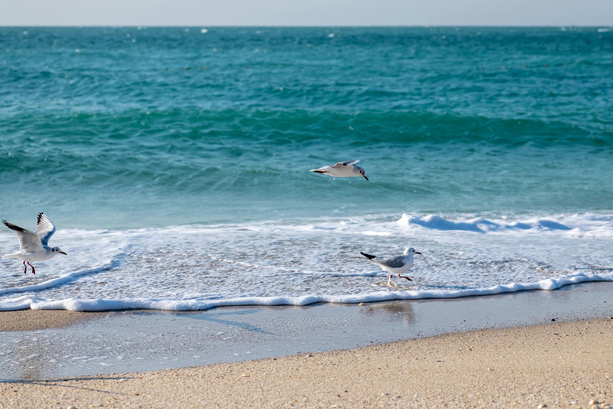 Seabirds Oahu