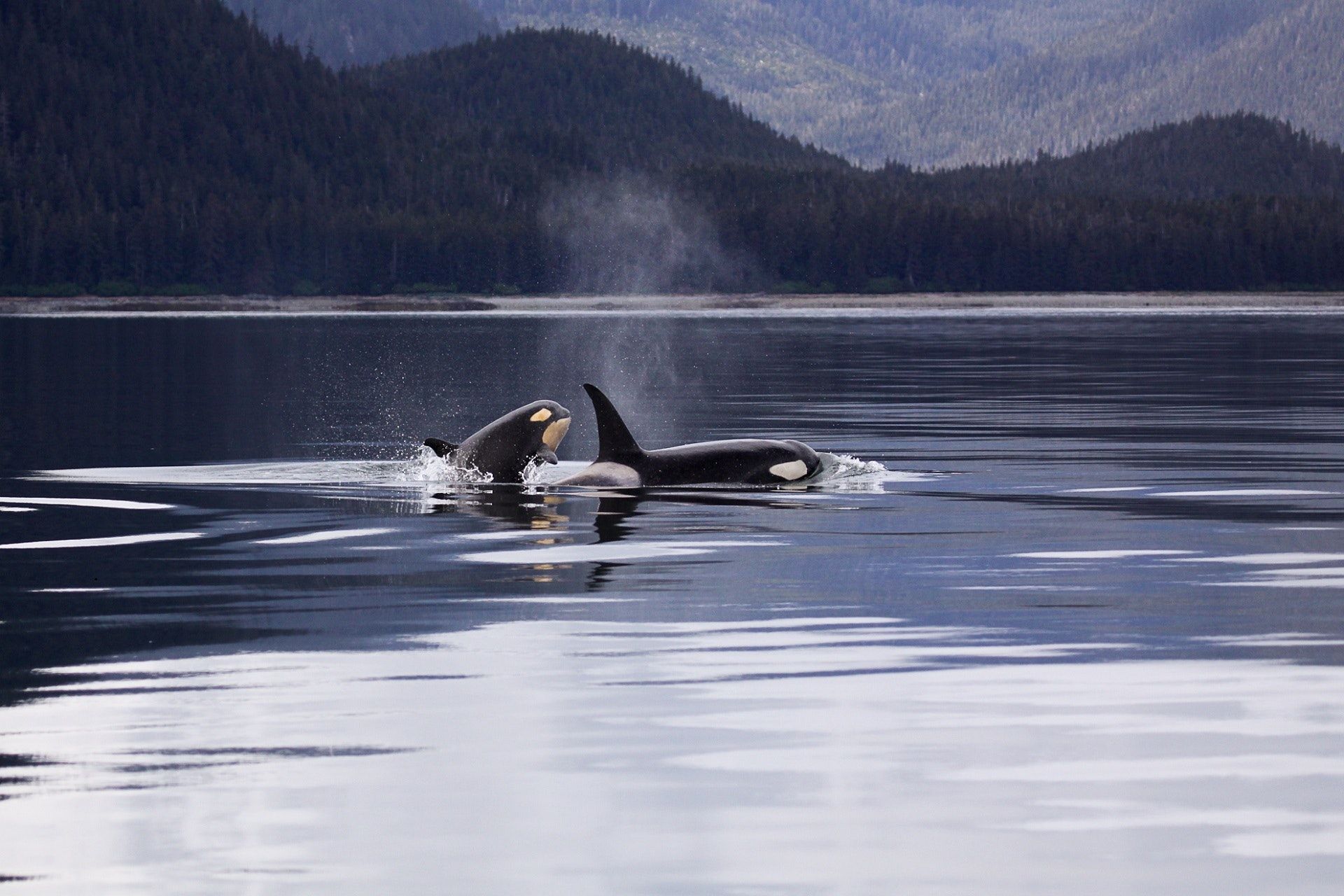 Orca WhalesIn Alaska