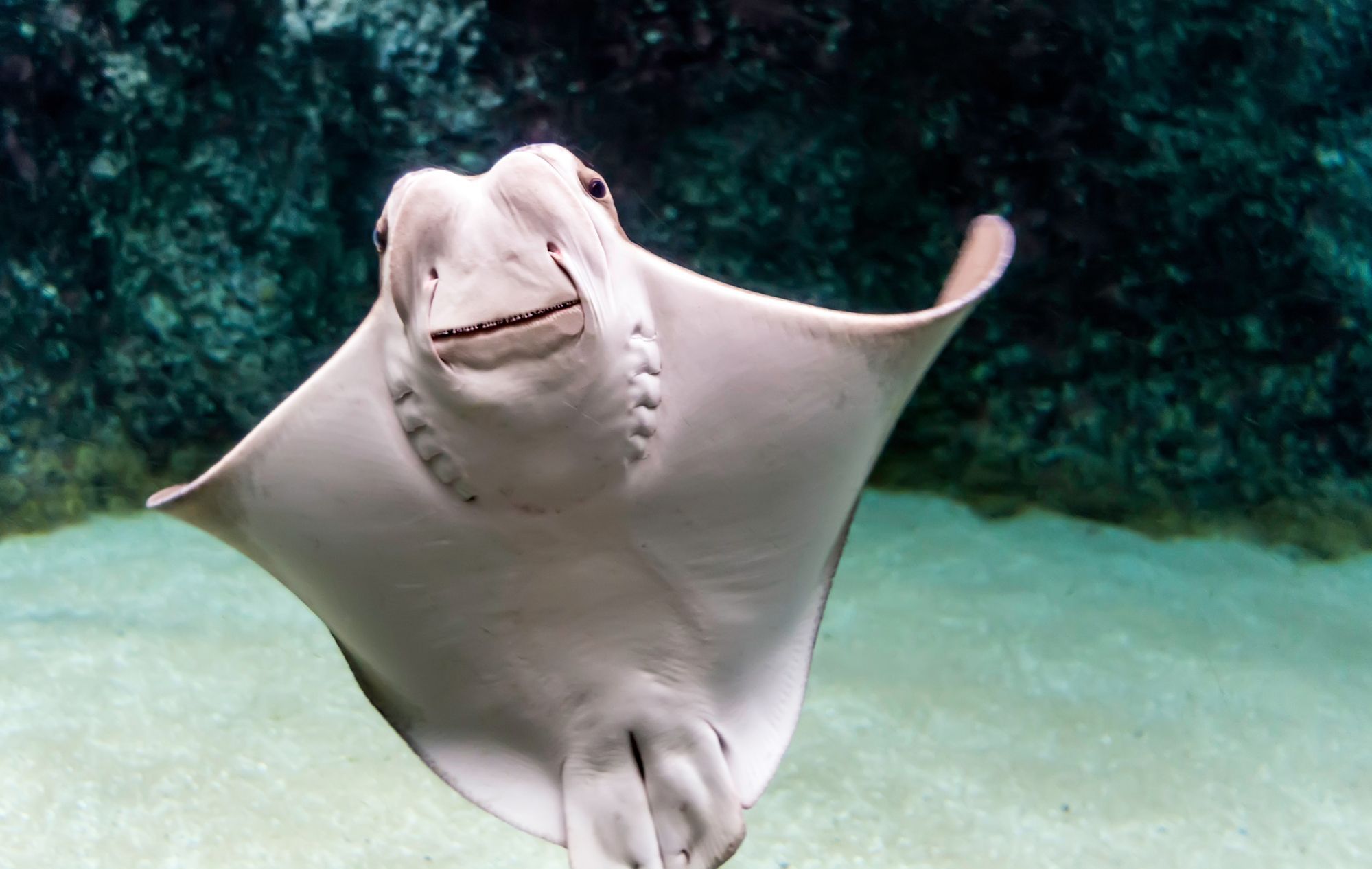 Clearwater Marine Aquarium