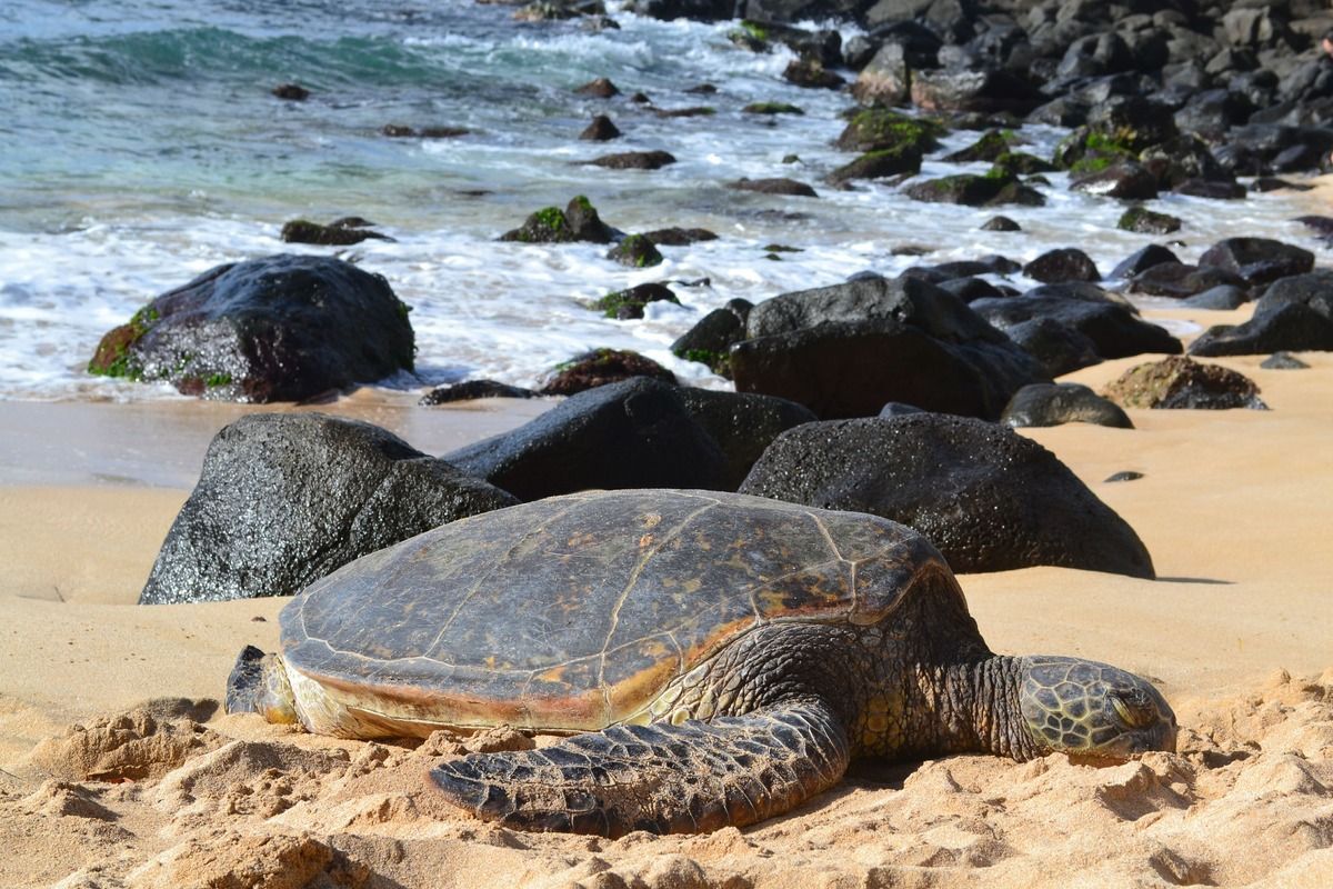  Sea Turtles On Laniakea Beach, Oahu Hawaii