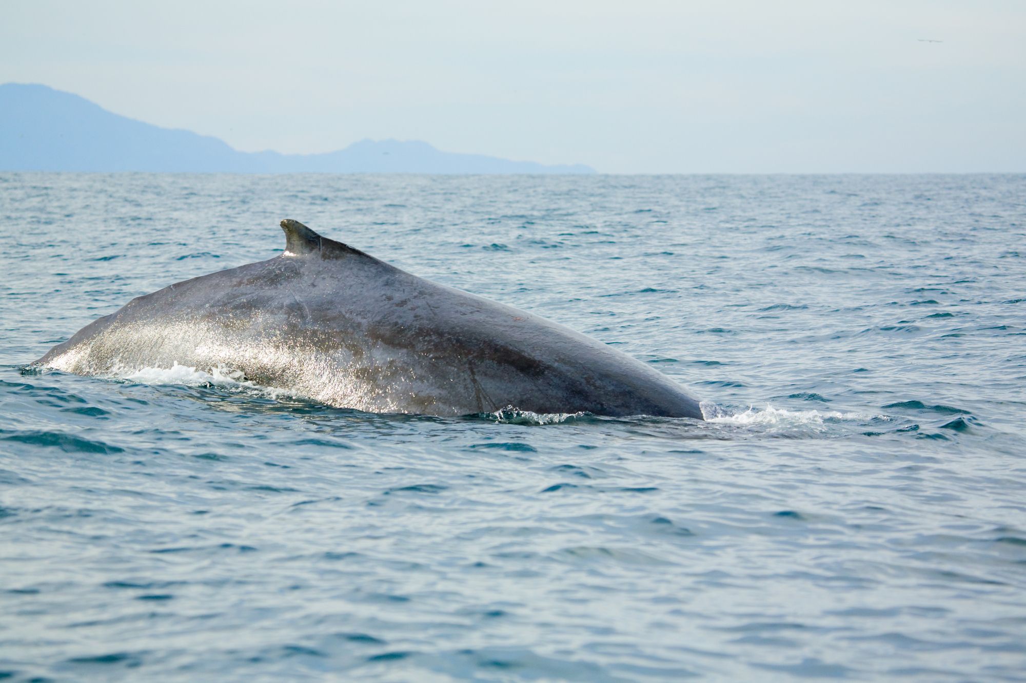 Blue Whale In Alaska