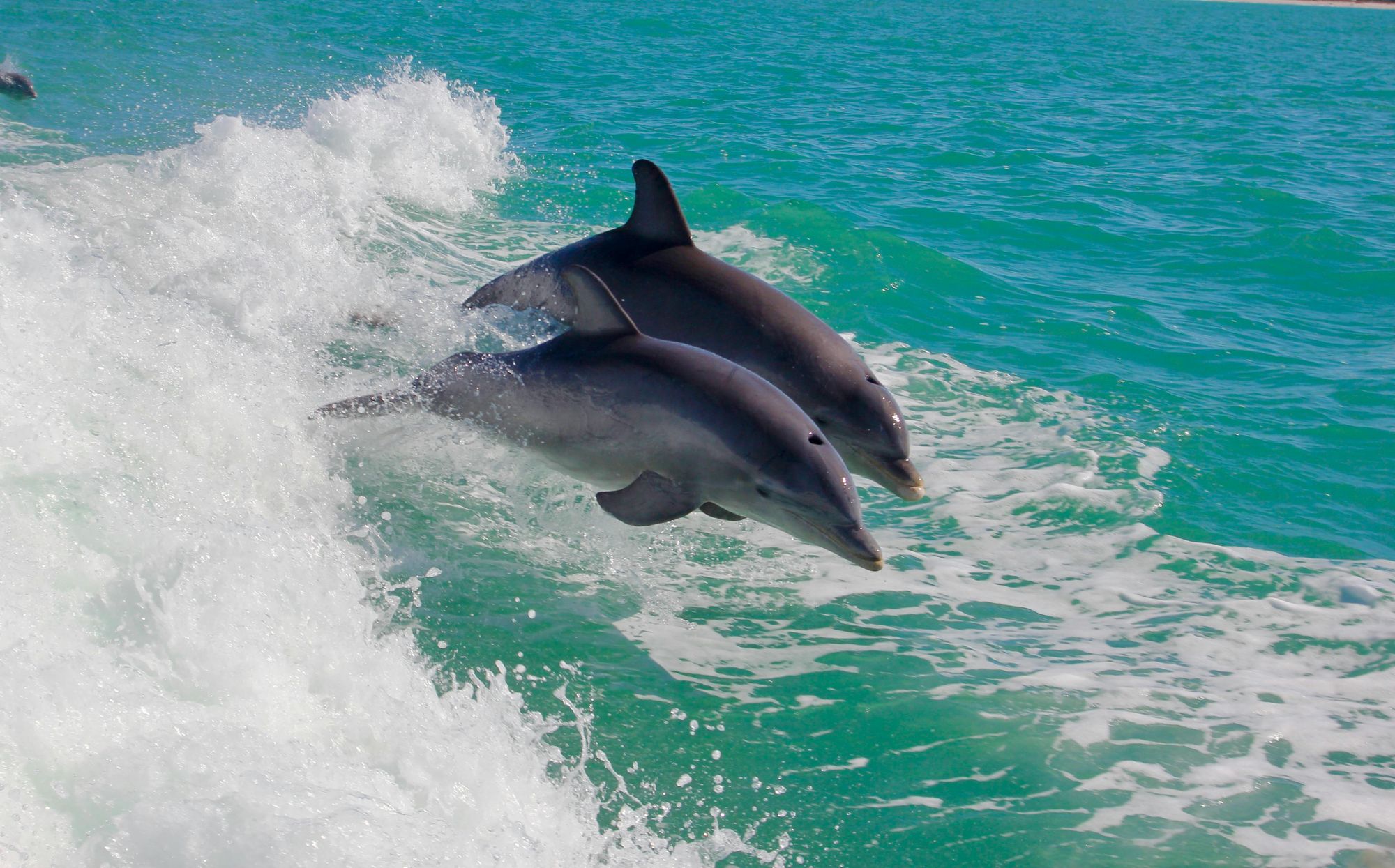 Dolphins Spotted Near Manatee Beach On Anna Maria Island