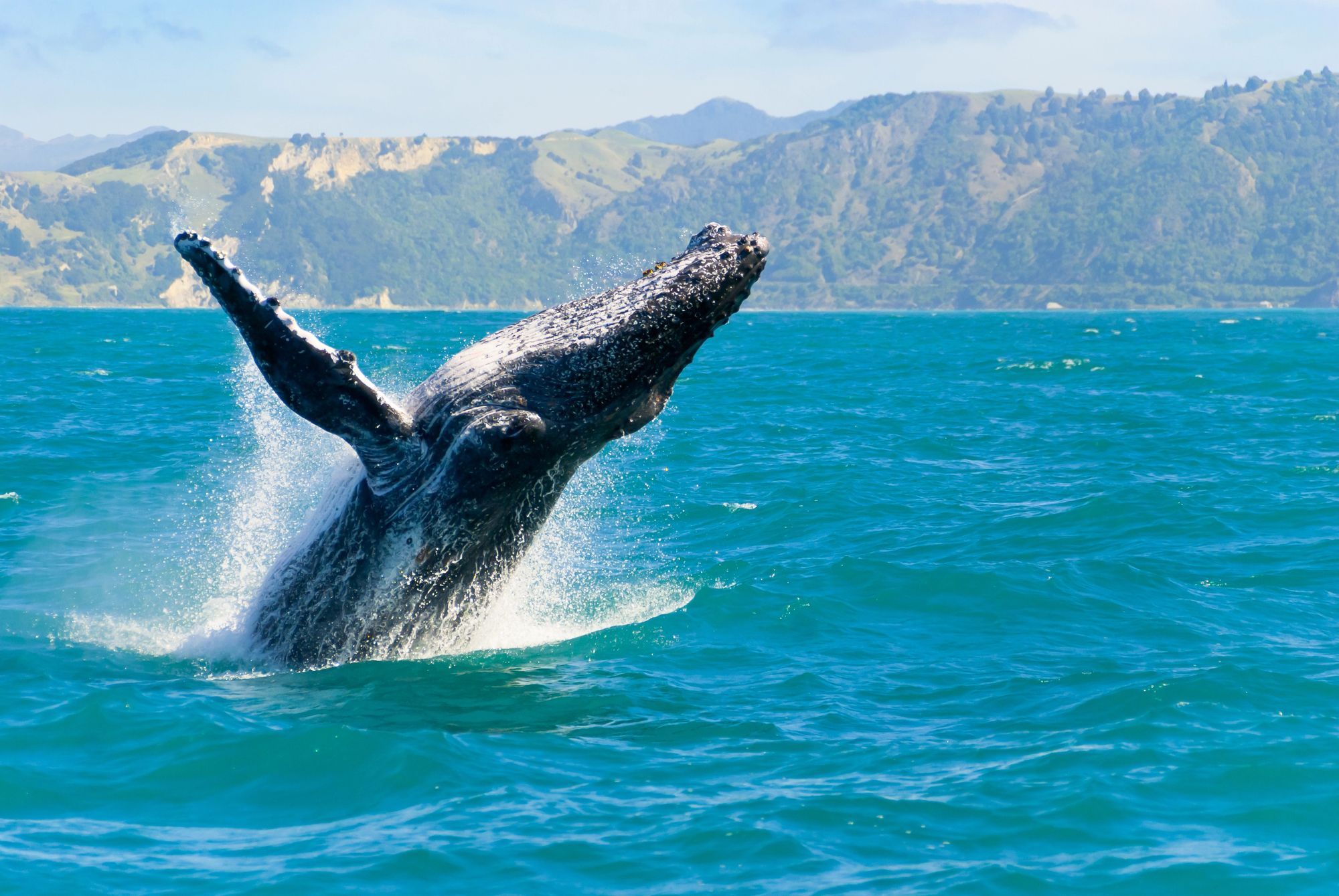 Whale Watching In Juneau