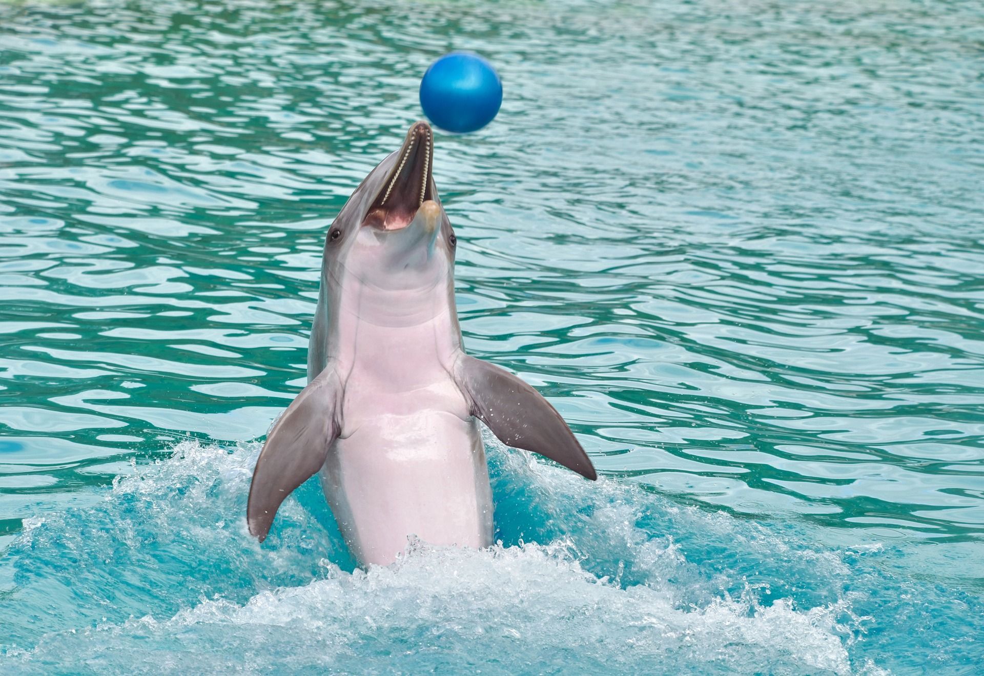 Dolphin Playing