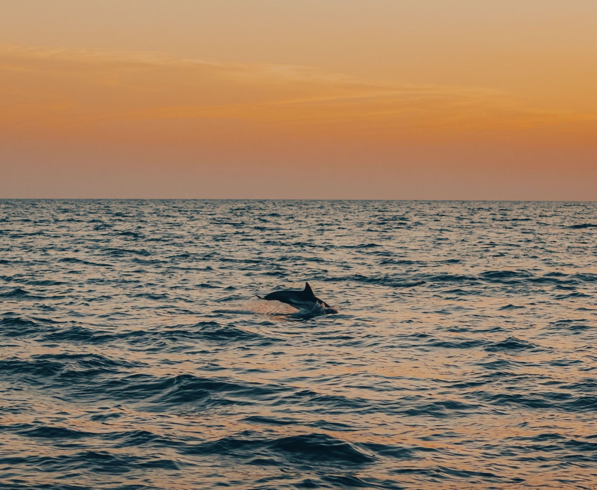 Dolphin Watching And Sunset Boat Tours Views