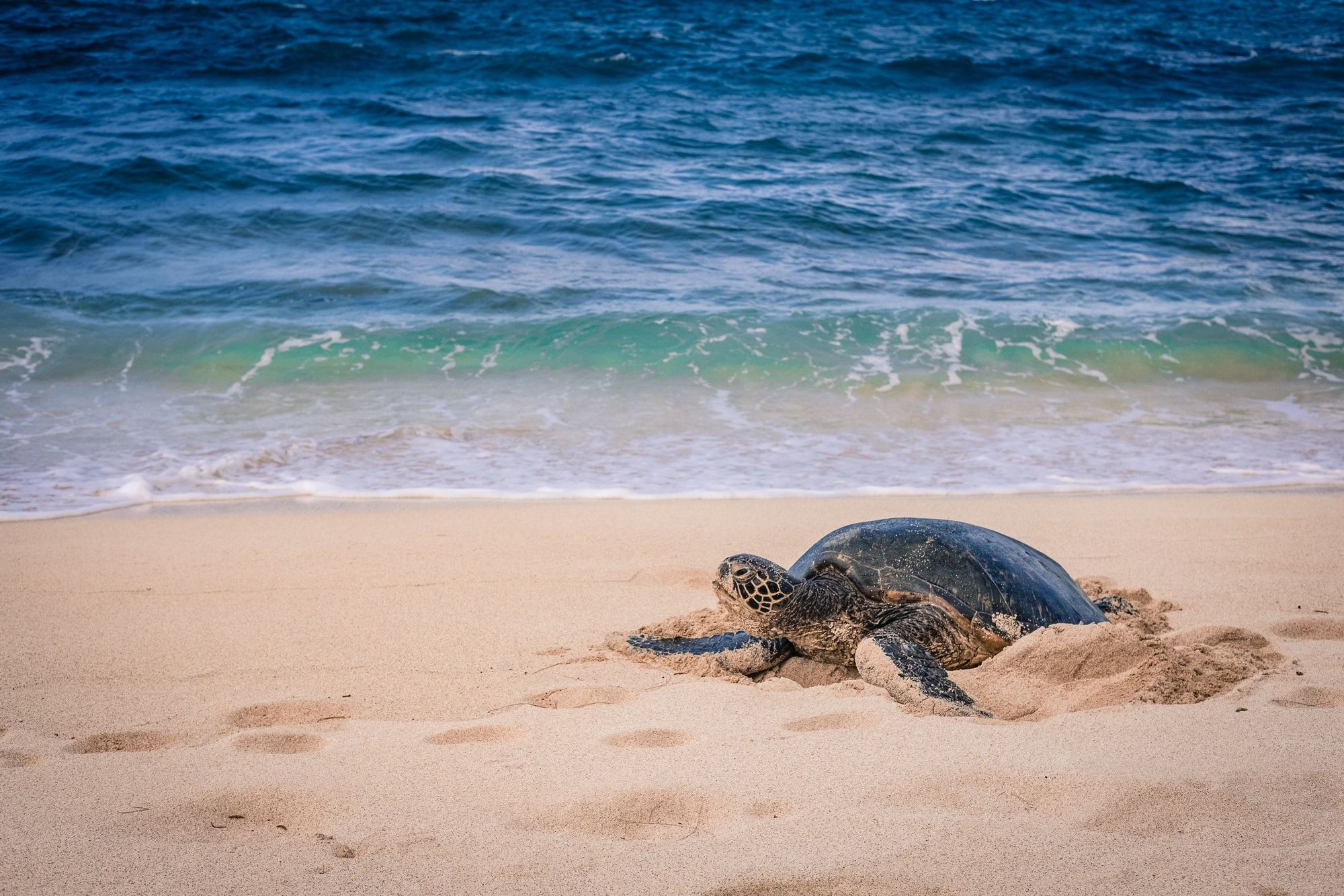 Sea Turtle in Oahu's North Shore