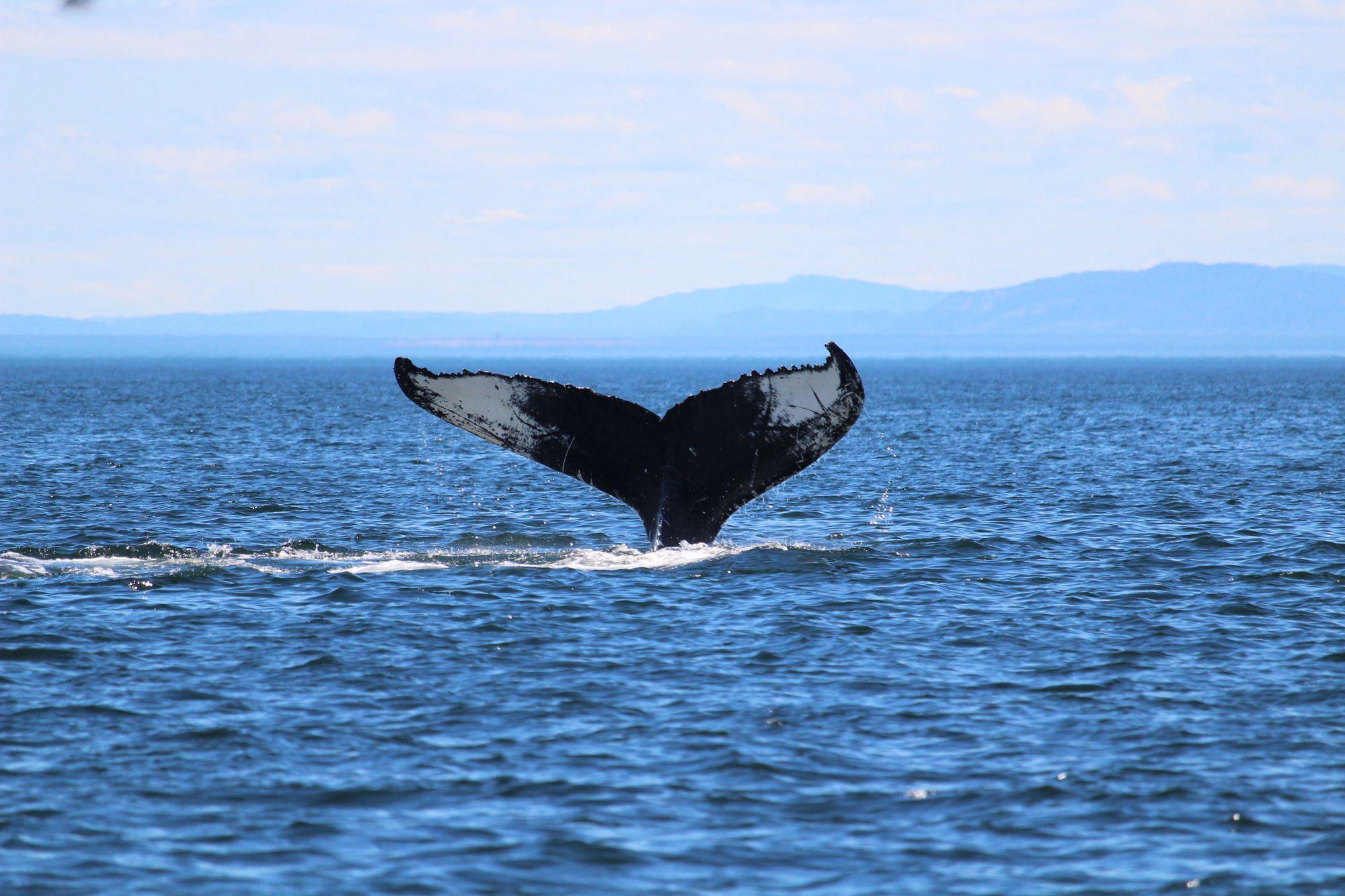 Whale Watching In Alaska