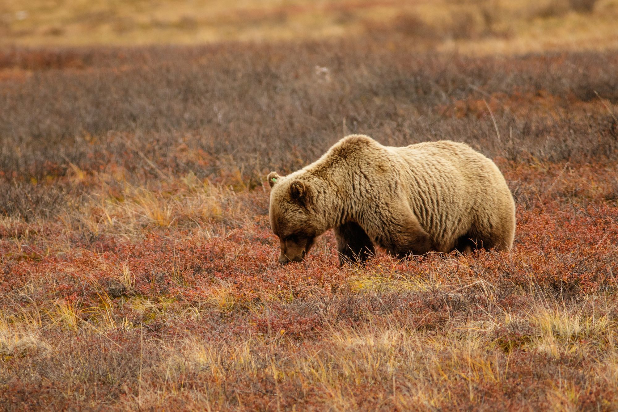 Grizzly Bears At Denali National Park