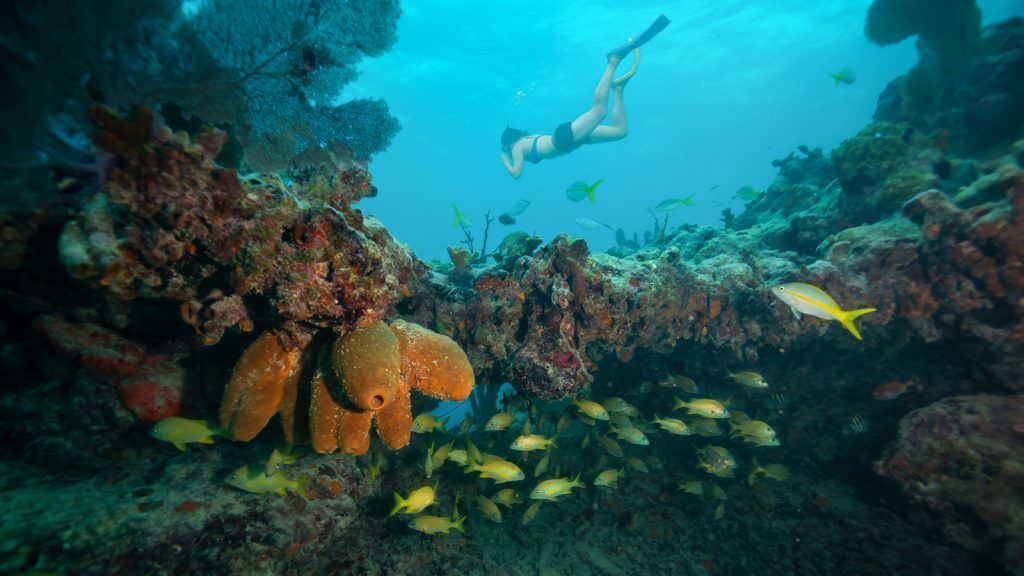 Getting Active In Key West - Discover Marine Life