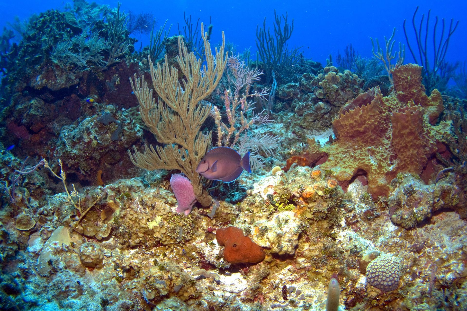 Tropical Fish At Barefoot Beach Grand Cayman