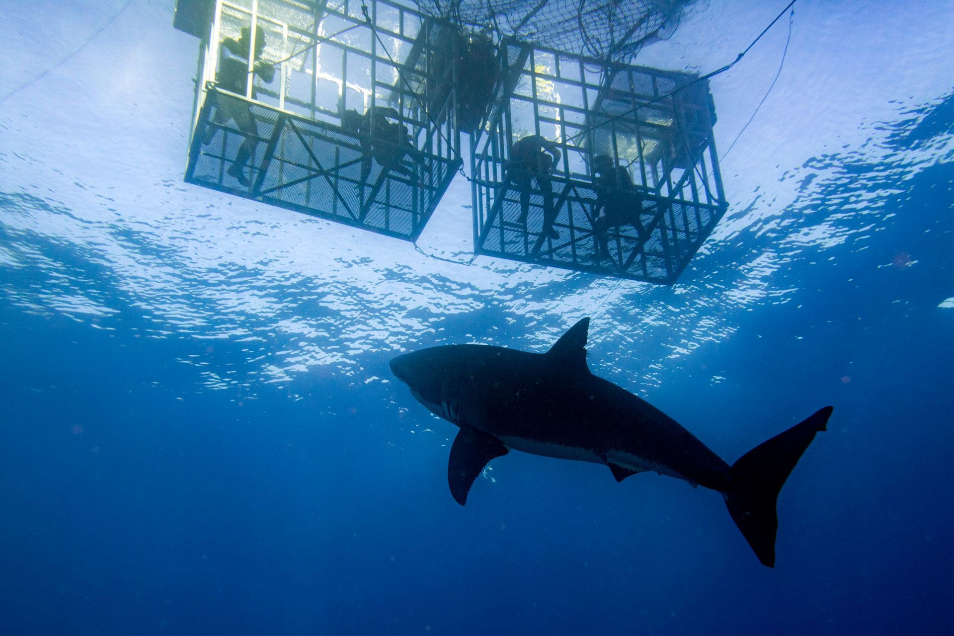 Are Sharks Actually Dangerous?