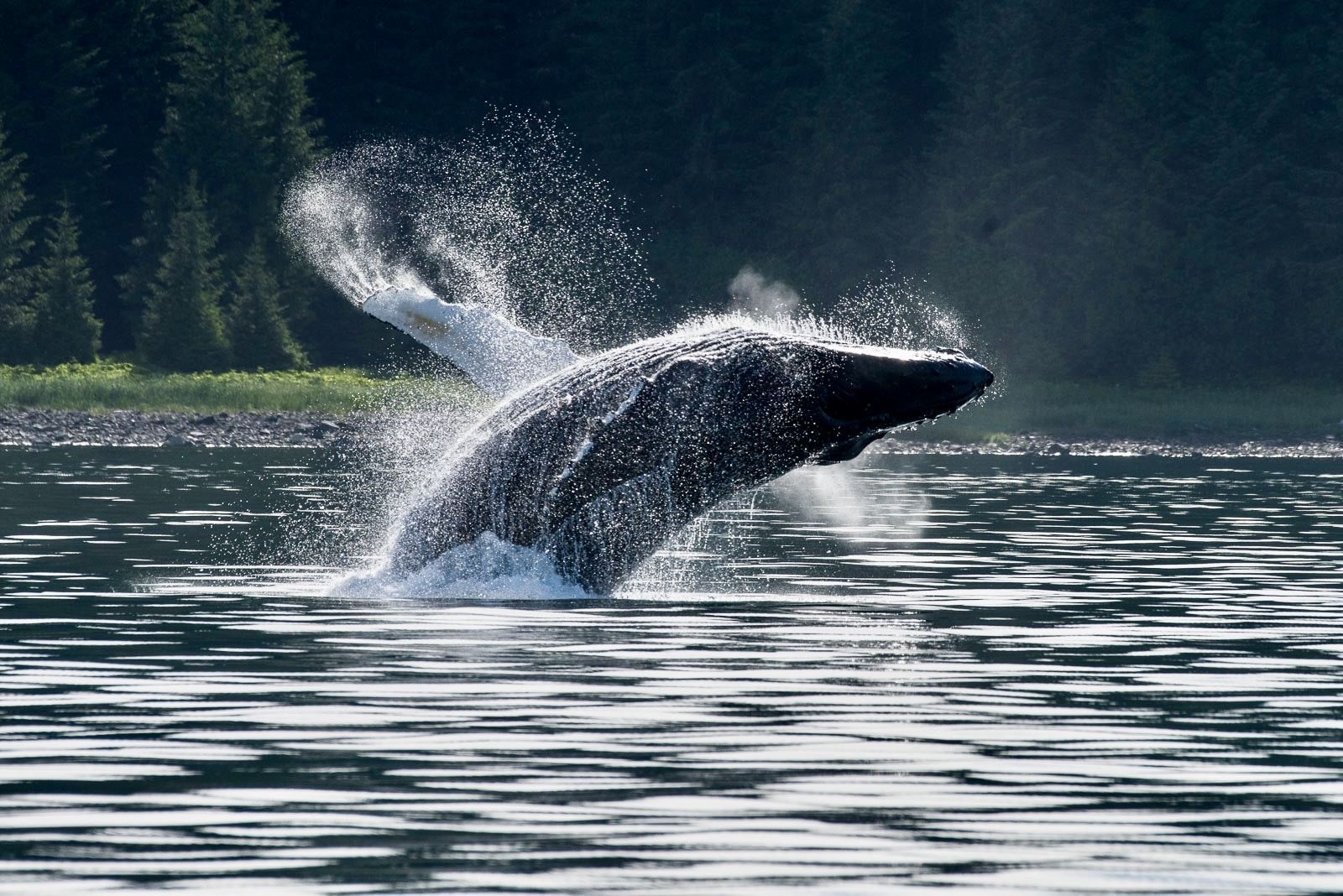 alaska cruise best stops Whale Watching At Icy Strait Point Alaska