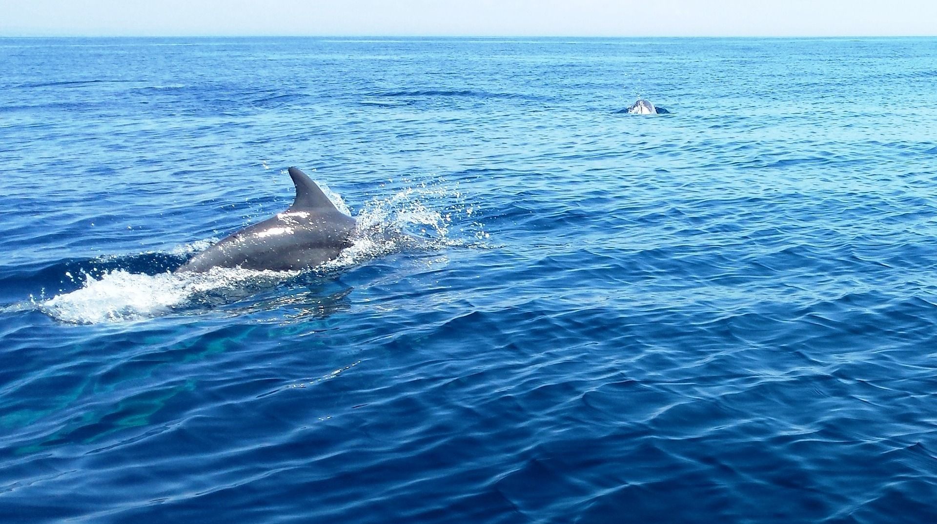 Dolphin Exploration Tour