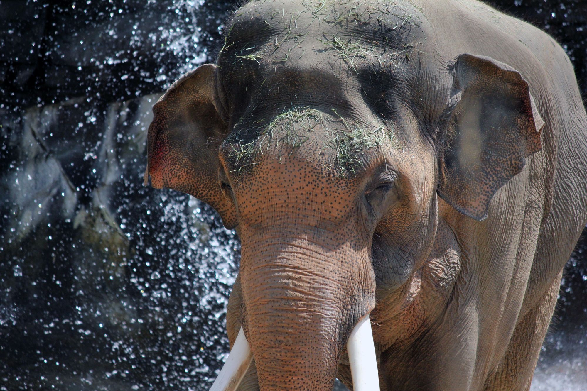 Gentle Giant At The Los Angeles Zoo