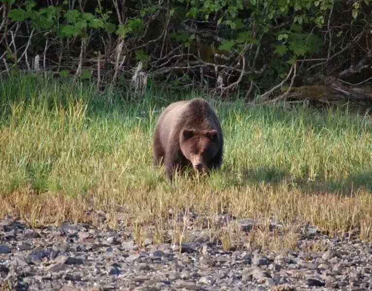 Bear-Viewing Experience In Alaska