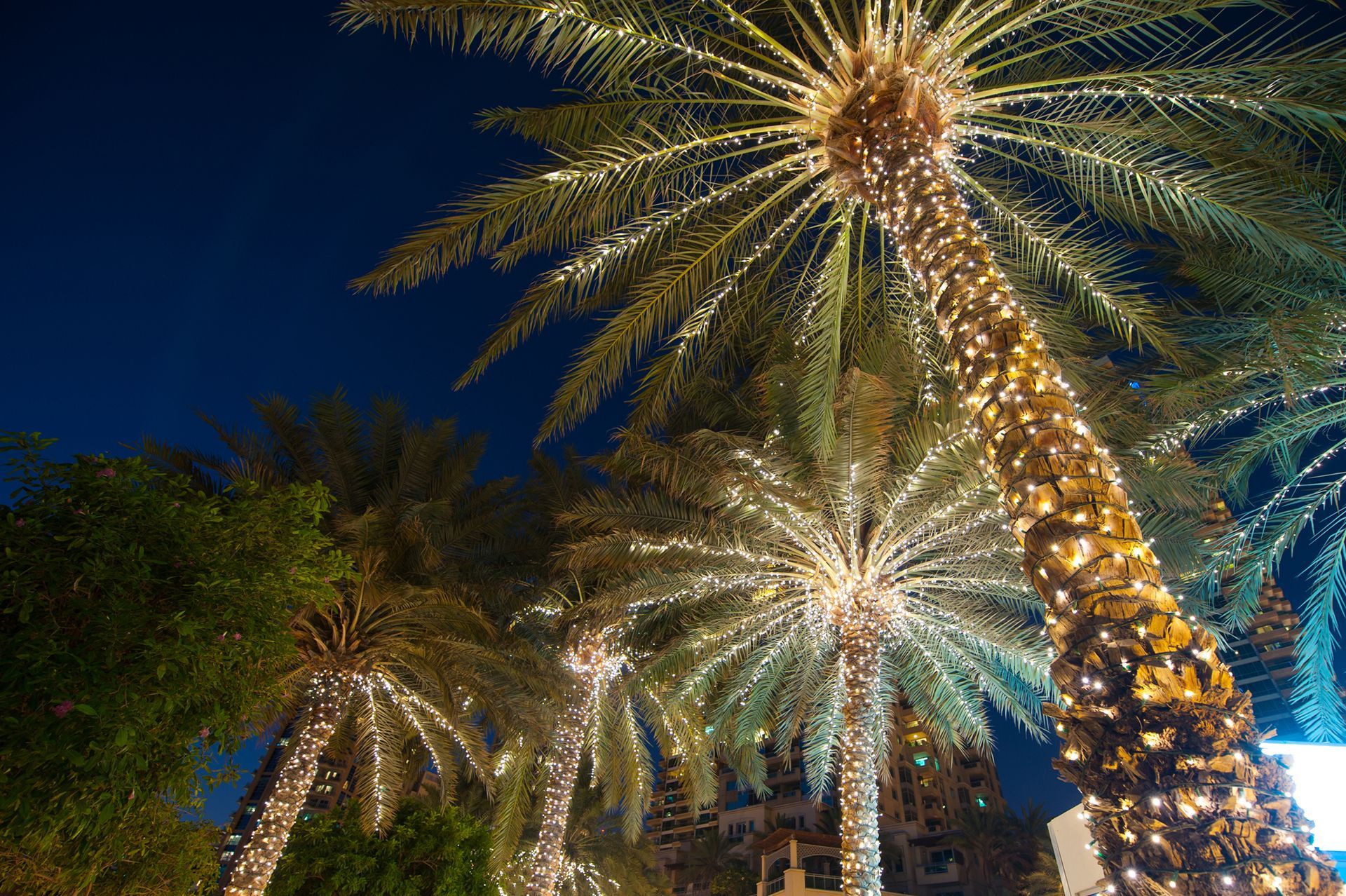 Decorated Palm Trees