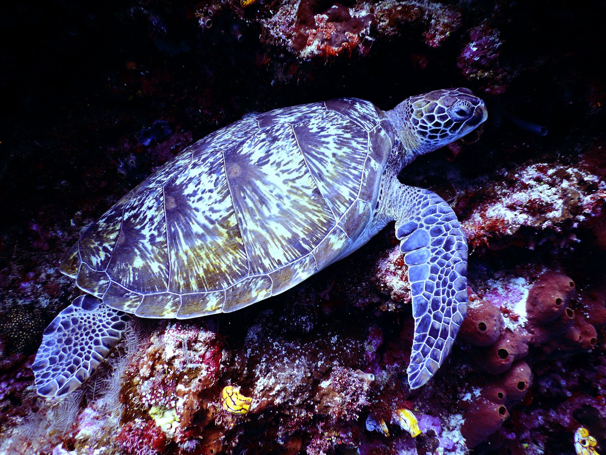 Brown Sea Turtle
